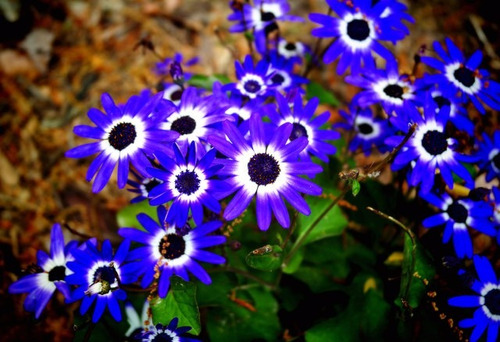 15 Sementes De Margarida Azul Para Mudas - Flor Exótica