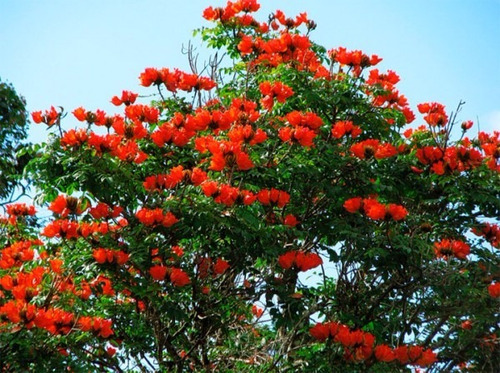 100 Sementes Ipê Vermelho Tulipeira Árvore Fogo Na Floresta | Parcelamento  sem juros