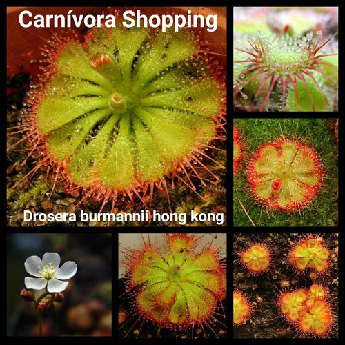 Sementes Planta Carnívora Drosera Burmannii Hong Gratis Subs