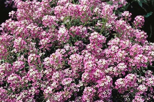 Imagem 3 de 7 de Alyssum Violeta Flor De Mell Alisso Flor Sementes P/mudas