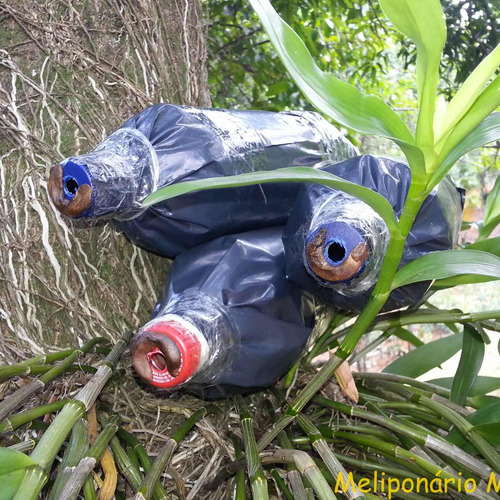 Isca Pet Para Captura De Enxame Abelha Jatai