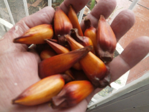 33 Semillas De Pino Paraná (araucaria Angustifolia)