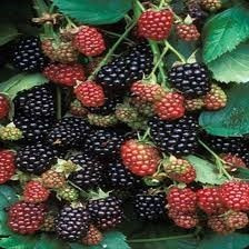Frutales  De Blackberry!! Cosechá Tus Frutos Del Bosque