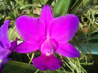 Cattleya Walkeriana Rubra Itacolomi - Po