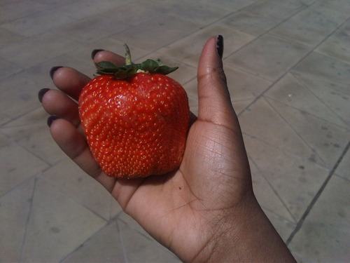 Imagem 6 de 7 de 20 Sementes De Morango Gigante Frutas Fruta Para Mudas