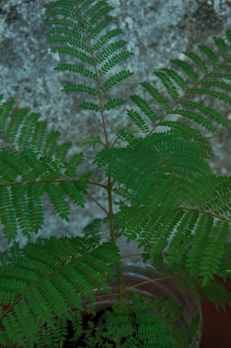 Jacarandá (jacaranda Mimosifolia). Sin Uso De Agroquímicos