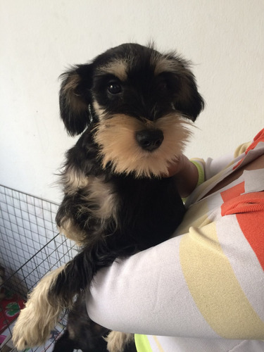 Ultimo Filhote De Schnauzer Miniatura Macho