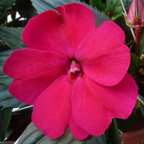 Maria Sem Vergonha Rosa Impatiens Baby Carmine 25 Sementes