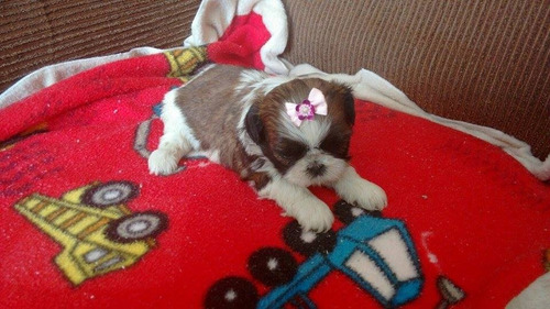 Shih Tzu Fêmea Micro