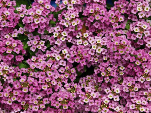 Imagem 5 de 7 de Alyssum Violeta Flor De Mell Alisso Flor Sementes P/mudas