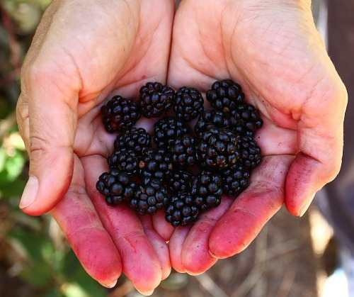 12 Sementes De Amora Preta Gigante - Blackberry Rubus Fruta