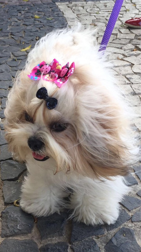 Vendas De Filhotes Shih Tuz