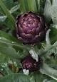 Alcachofra Roxa - 1,2gr De Sementes Culinária Exótica