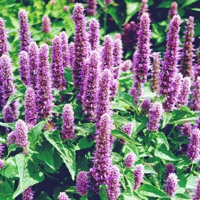 Agastache Mexicana Hissopo Mexicano Flor Sementes Para Mudas