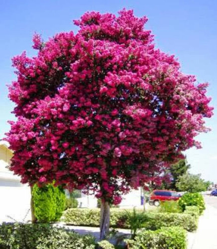 Resedá Ou Extremosa Rosa Escuro - Ornamental | MercadoLivre Resedá Ou Extremosa Rosa Escuro - Ornamental | MercadoLivre
