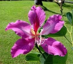 Bauhinia Variegata 10 Semillas Arbol Orquidea Purpura Sdqro2