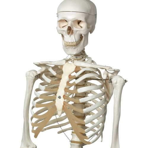 Modelo Anatómico De Estudio Esqueleto Humano 1.7mt