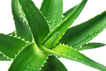 Imagen 2 de 6 de Sabila Aloe Arborescens 15-20cm 3 Plantas X El Precio De 2!!
