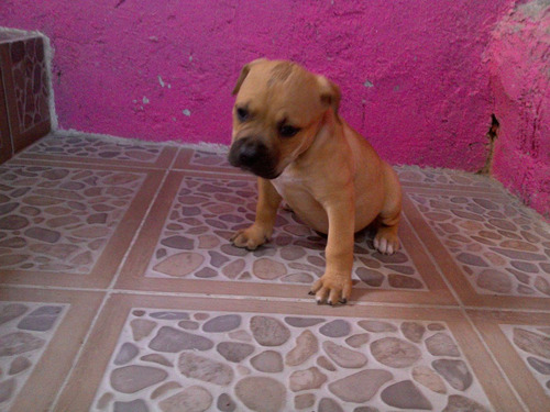 Imagen 6 de 6 de Cachorros Bull Terri En Venta 1500$