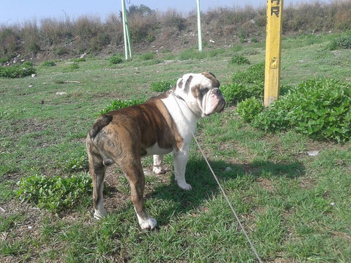 Imagen 2 de 4 de Perro Bulldog Ingles Para Monta $6500