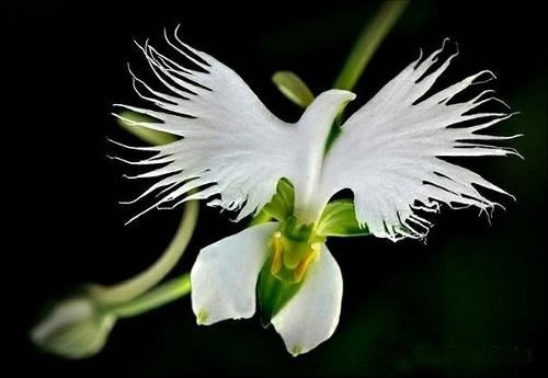 Orquídeas - 10 Sementes Selecionadas - Orquídea Garça Branca