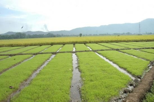 Bonao La Vega Cotui San Fracisco Pimentel Tenarez  Jarabacoa Constanza  Santigo Finca Arroz 90,000 Tarea República Dominicanawhatsapp 1829-274-1878 