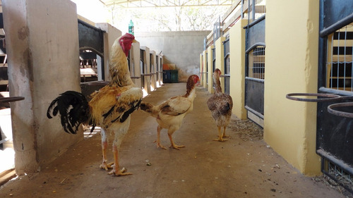 Ovos Galados Galinha Gigante