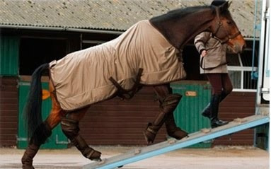 Imagen 2 de 9 de Transporte De Caballos, Traslados De Equinos,