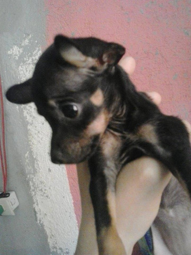 Cachorros Raza Pura Pinscher Miniatura