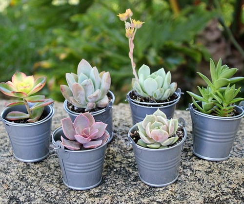 Recuerdos Suculentas Plantas Cactus Matrimonio Baby Shower