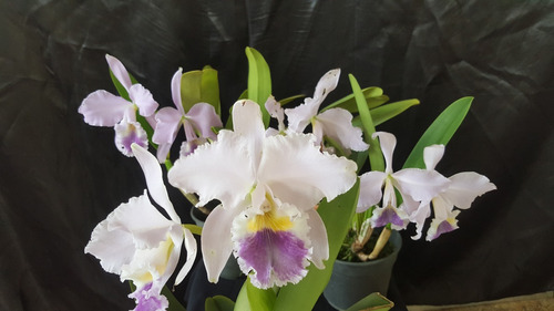 Linda Orquídea Cattleya Labiata Coerulea Azul