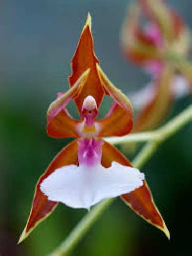 10 Sementes Orquídea Bailarina Exótica Rosa Flor