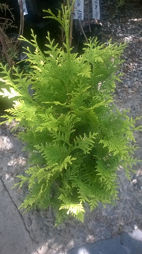 Tuya Aurea  Hermosa Conifera....