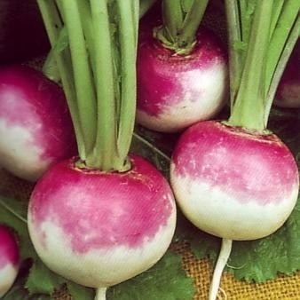 Imagem 5 de 5 de Nabo Purple Top White Globe 50 Sementes Para Mudas