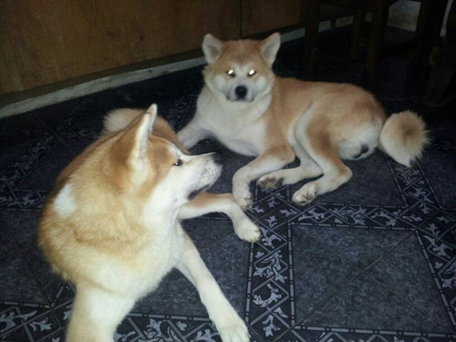 Akita Inu