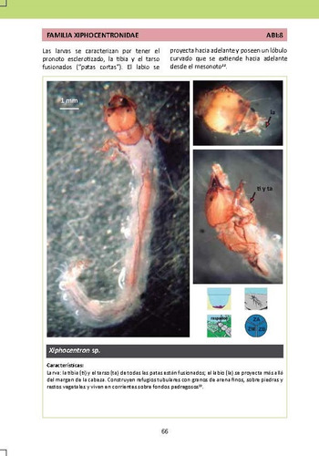 Imagen 6 de 6 de Manual De Macroinvertebrados. Rio San Alberto, Oxapampa.