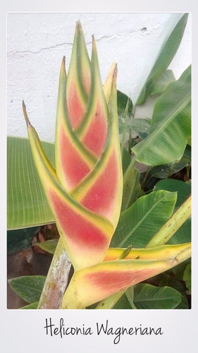 Heliconia Wagneriana Rizoma