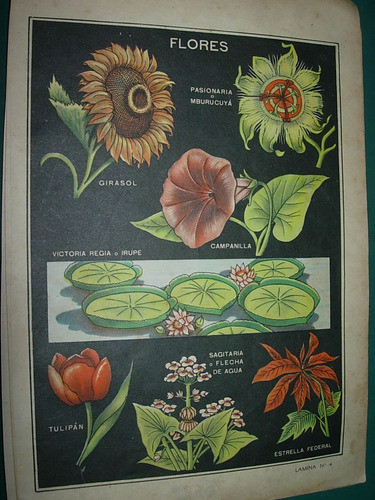 Lamina Antigua Litografia Color Flores Girasol Tulipan Irupe