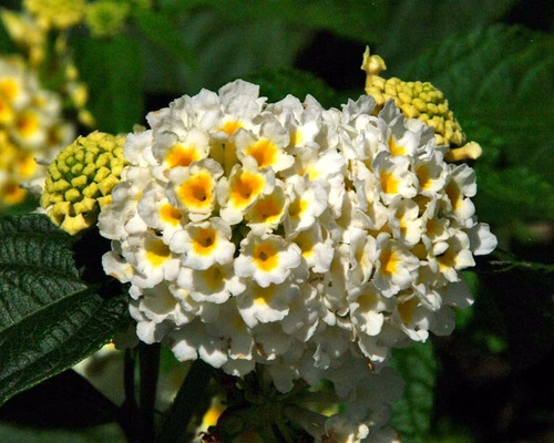 50 Sementes De Flor Lantana Câmara Sortidas / Cambará