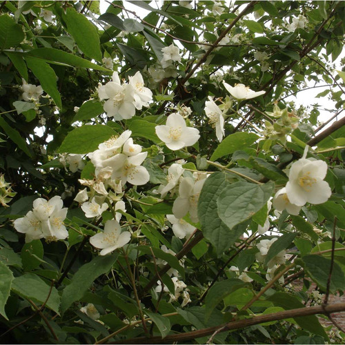Arbusto Para Jardin: Angélica