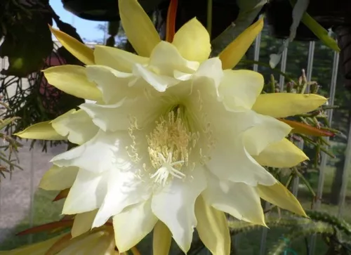 Cacto Orquídea Epiphyllum Mix Cactos Flor Sementes Pra Mudas