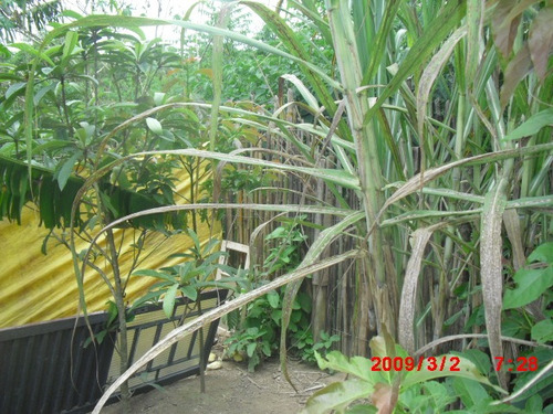 Imagem 15 de 15 de Chacara No Bairro Taquaras Prox. Cidade | 48216 - 48216