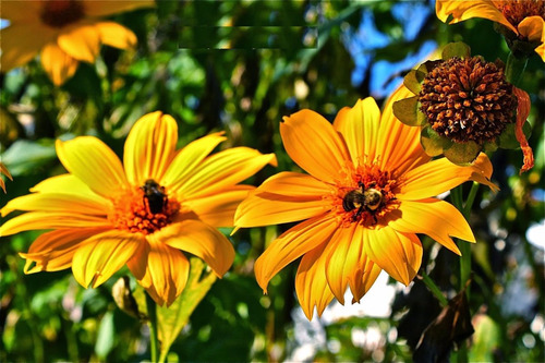 Imagem 6 de 8 de Girassol De Árvore - Mãos De Deus - Tithonia Flor Sementes