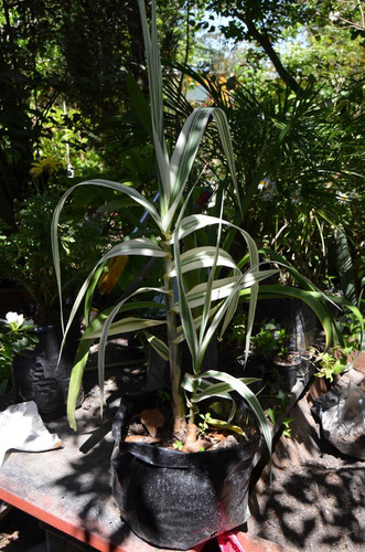 Cañas Blancas Variegadas Muy Decor.-arundo Donax  Variegata