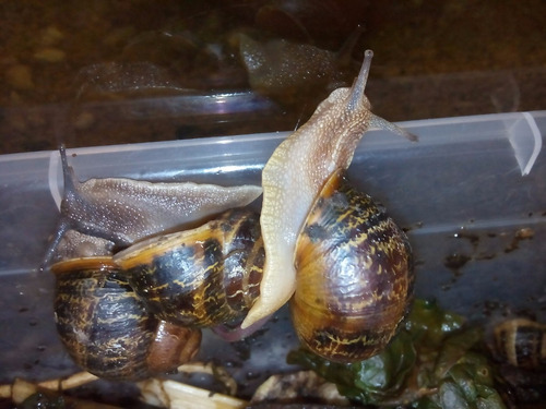 Caracoles Helix Aspersa Vivos
