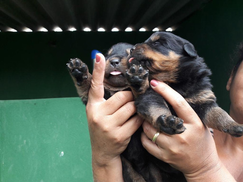 Rottweiler - Filhotes De Alta Linhagem -familia De Campeões