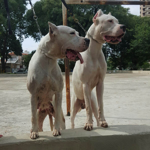 Dogo Argentino