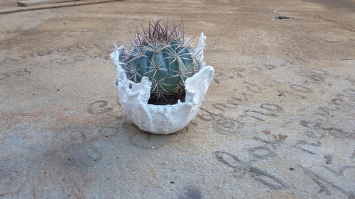 Vaso Para Planta + Cacto De Brinde