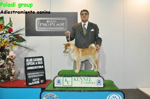 Imagen 3 de 10 de Adiestramiento Canino Poladi Online Y/o Presencial