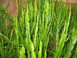 Carqueja Baccharis Triptera 100 Gr Erva Seca Para Chá